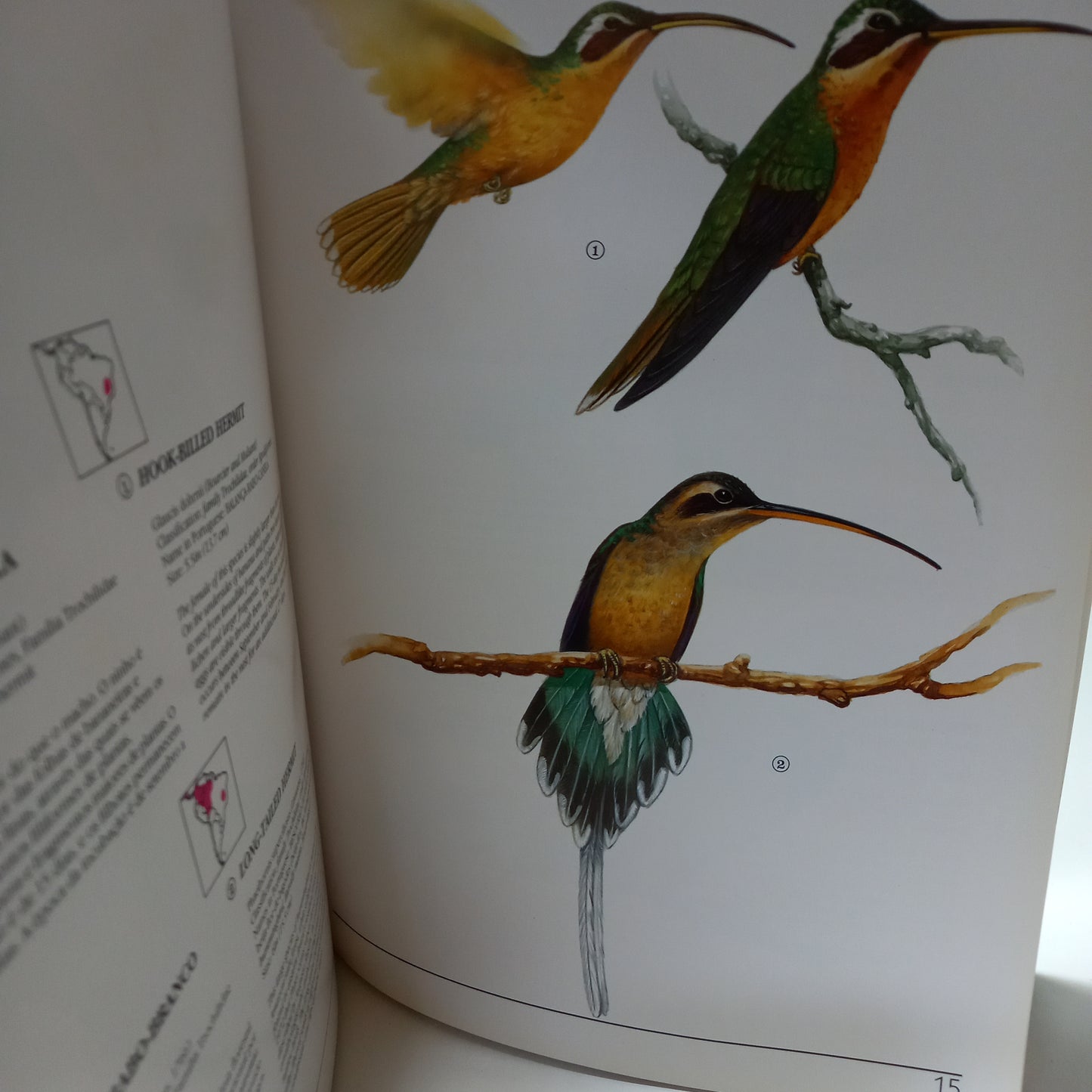 Species of Brazilian Fauna