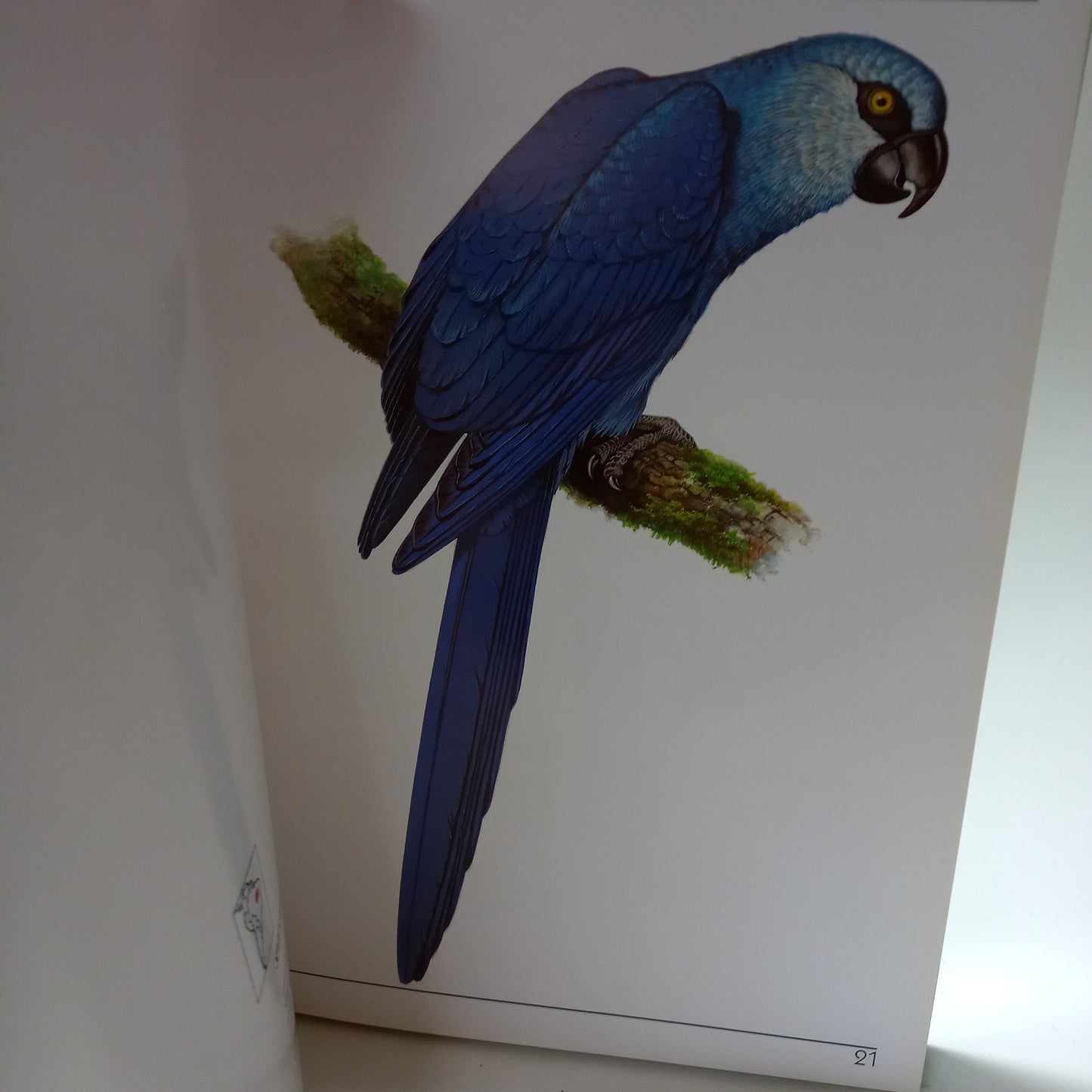 Species of Brazilian Fauna