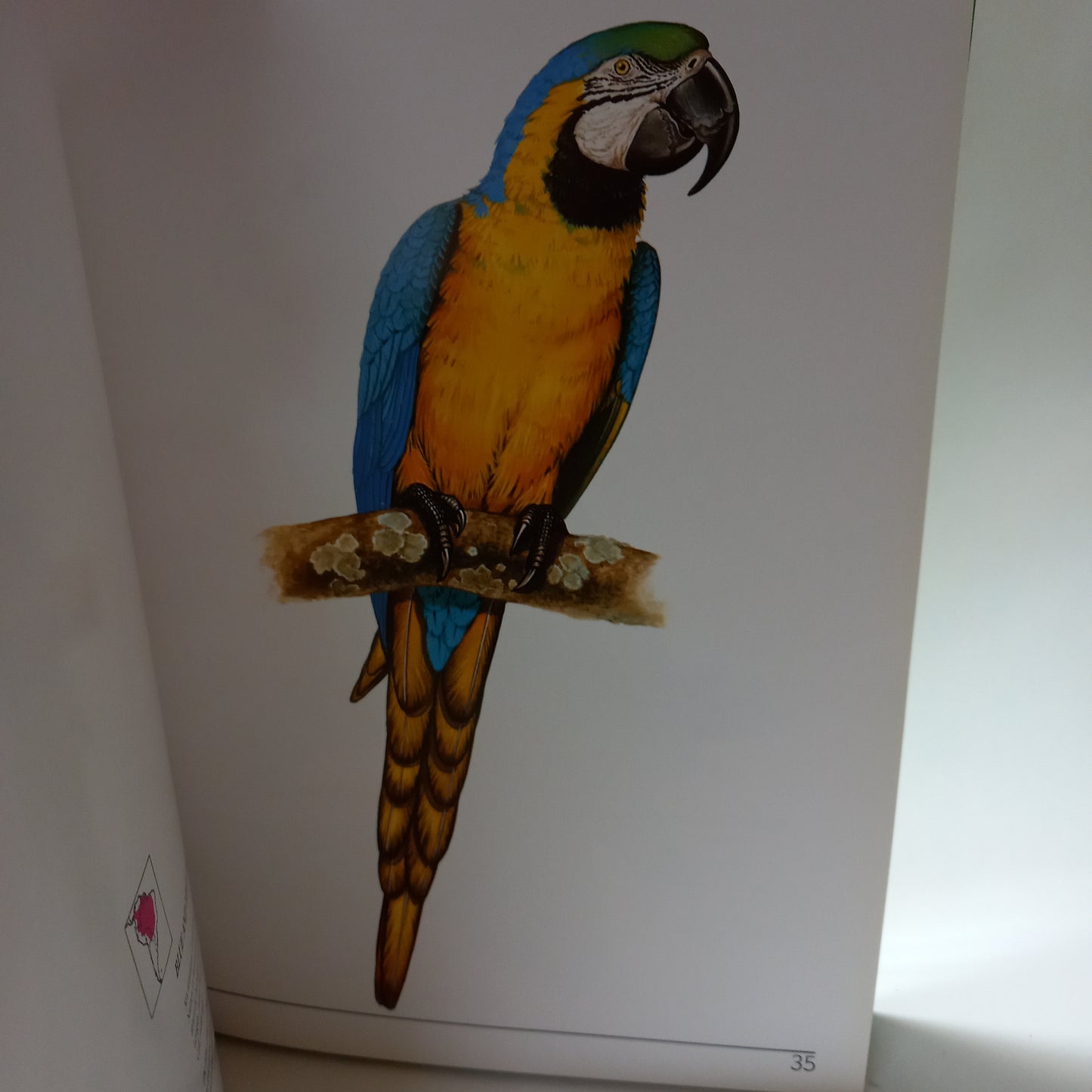 Species of Brazilian Fauna