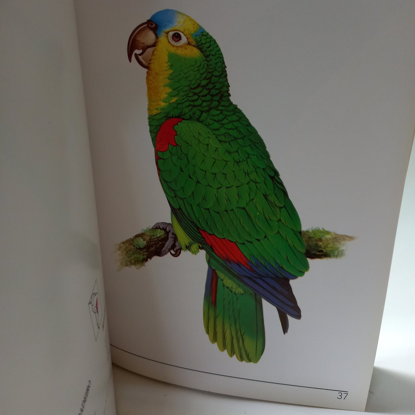 Species of Brazilian Fauna