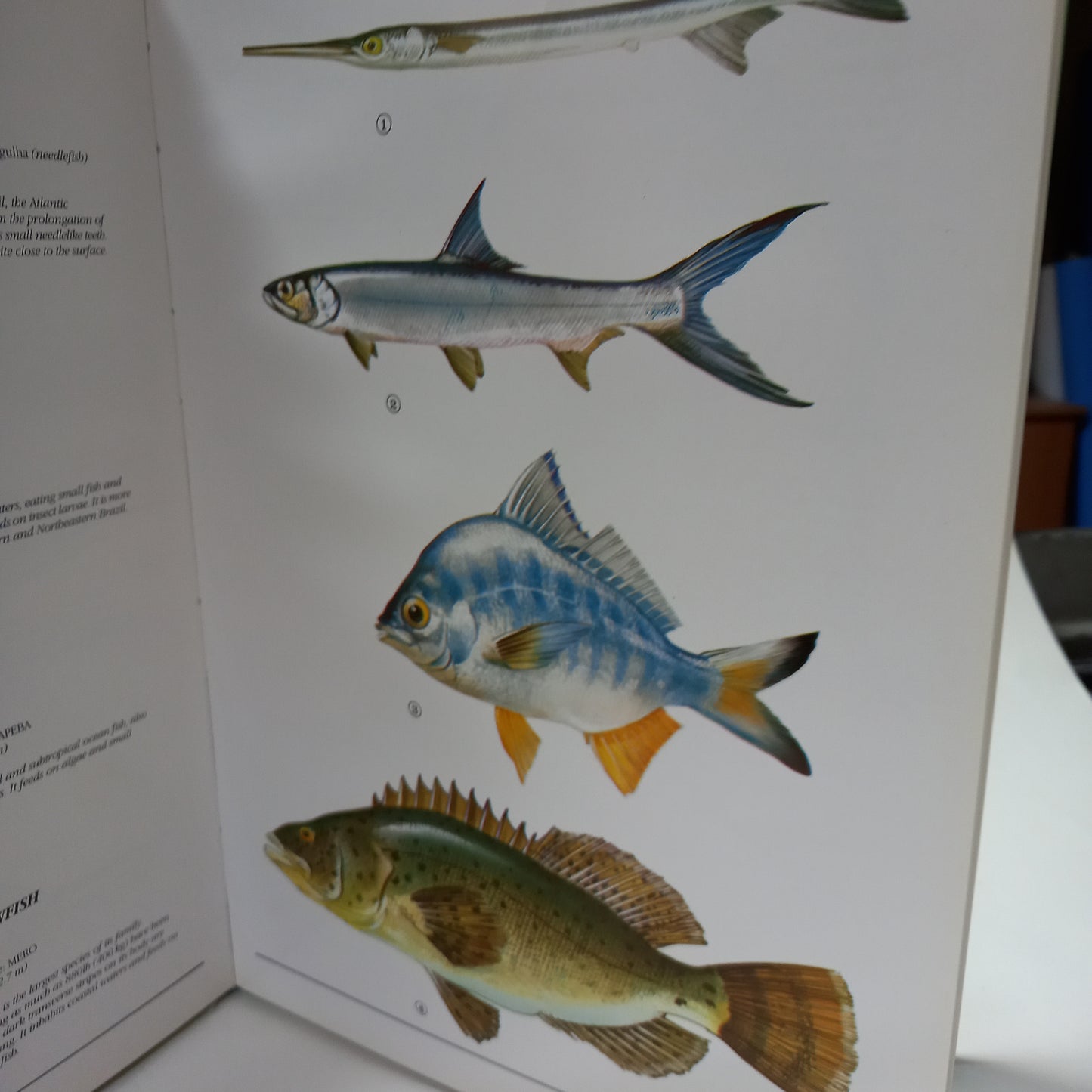 Species of Brazilian Fauna