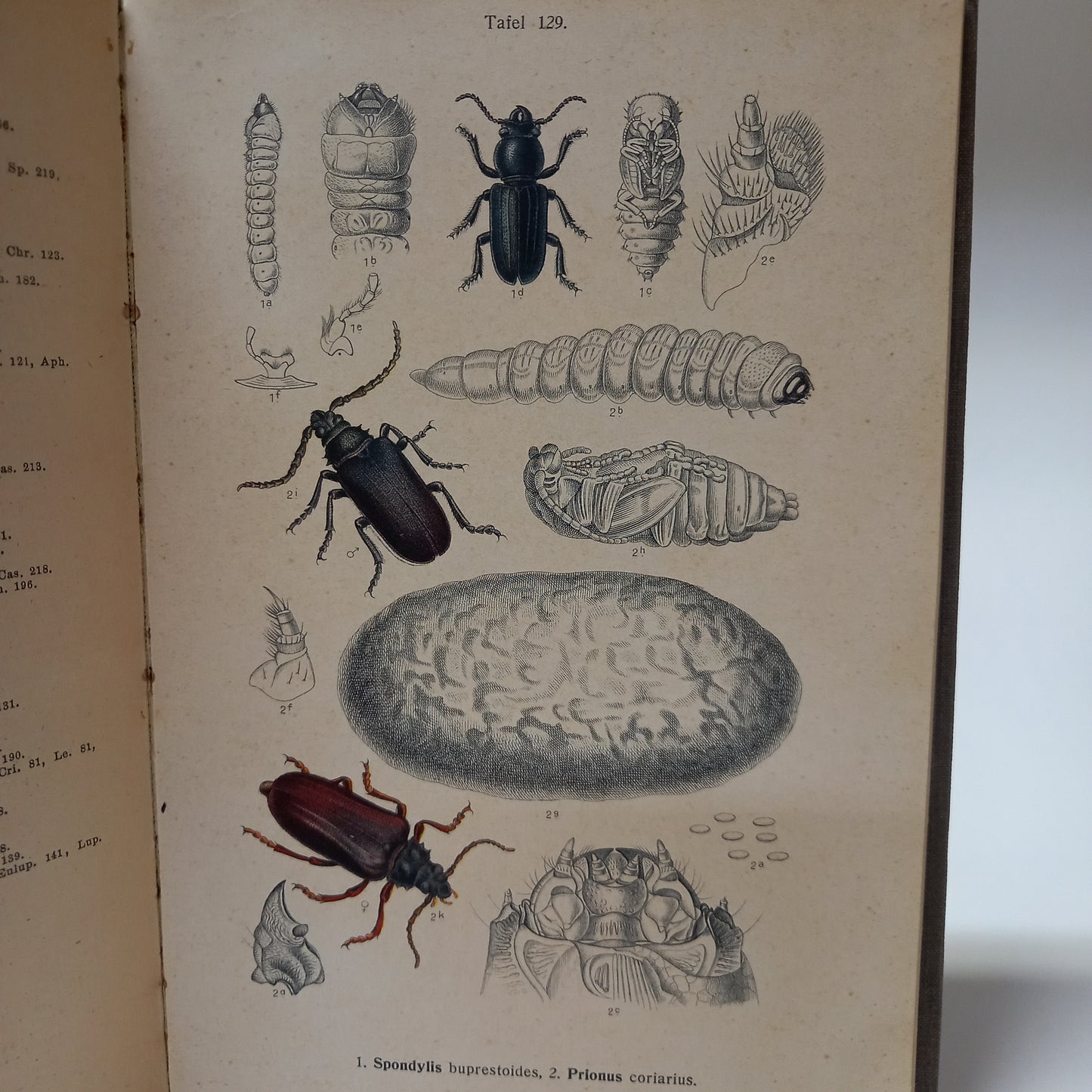 Fauna Germanica IV.