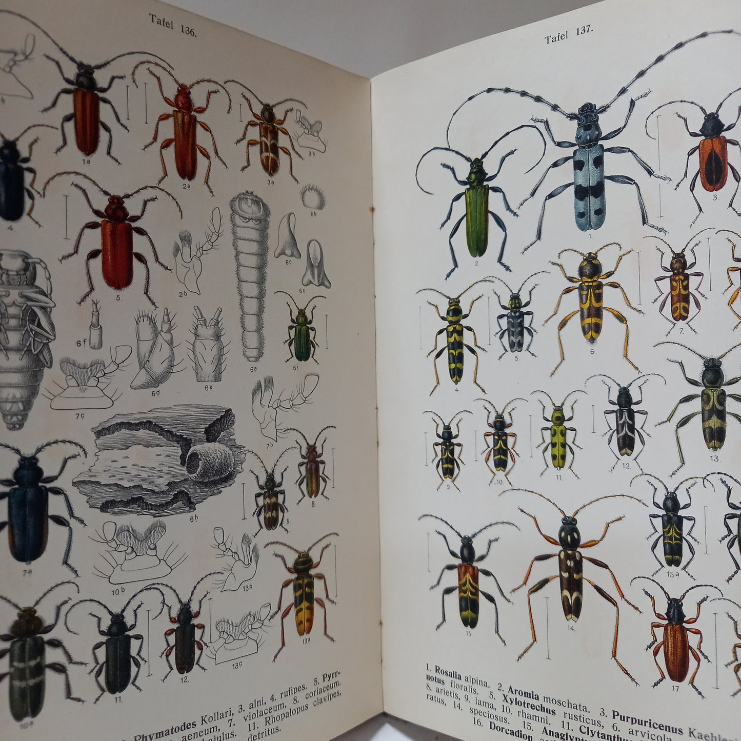 Fauna Germanica IV.