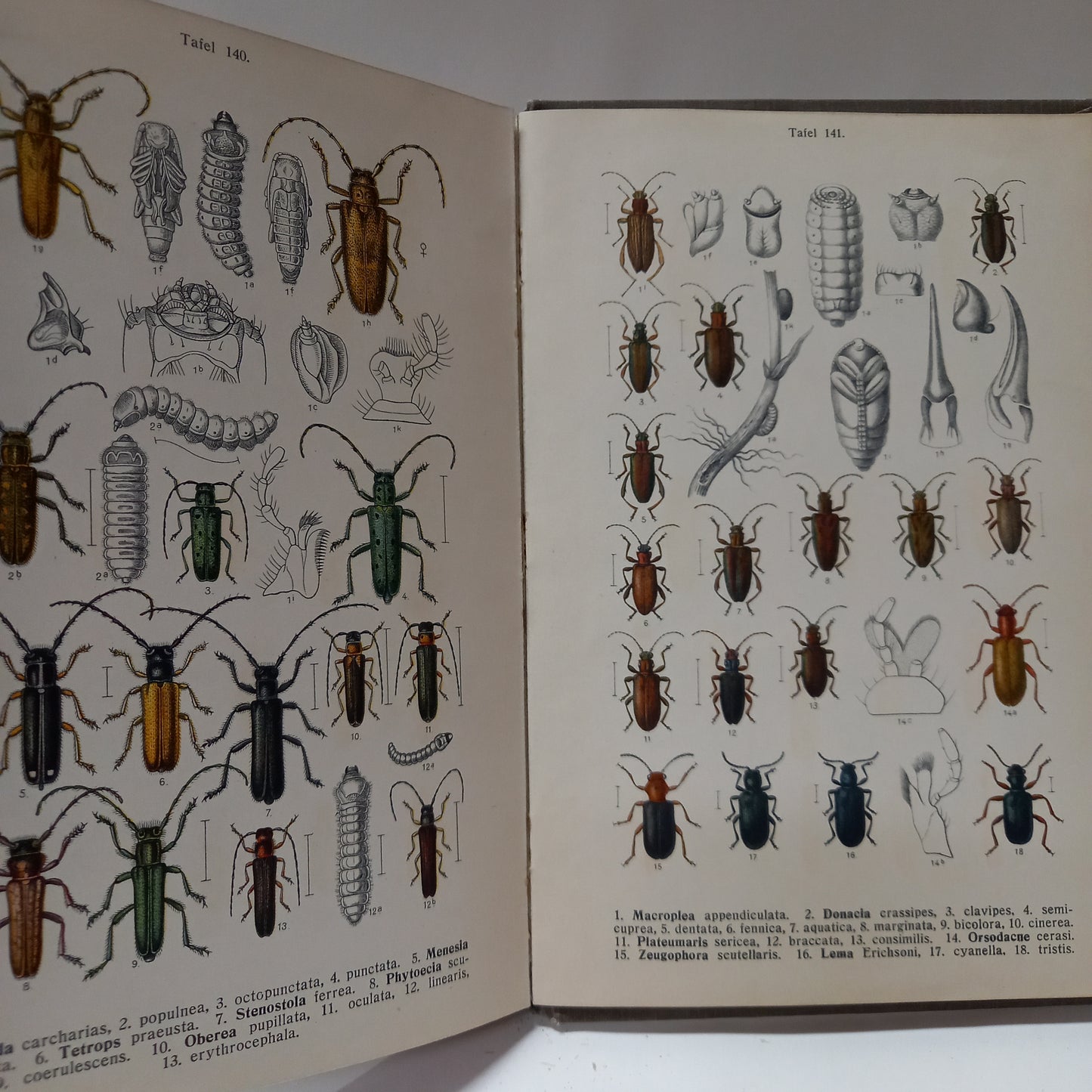 Fauna Germanica IV.