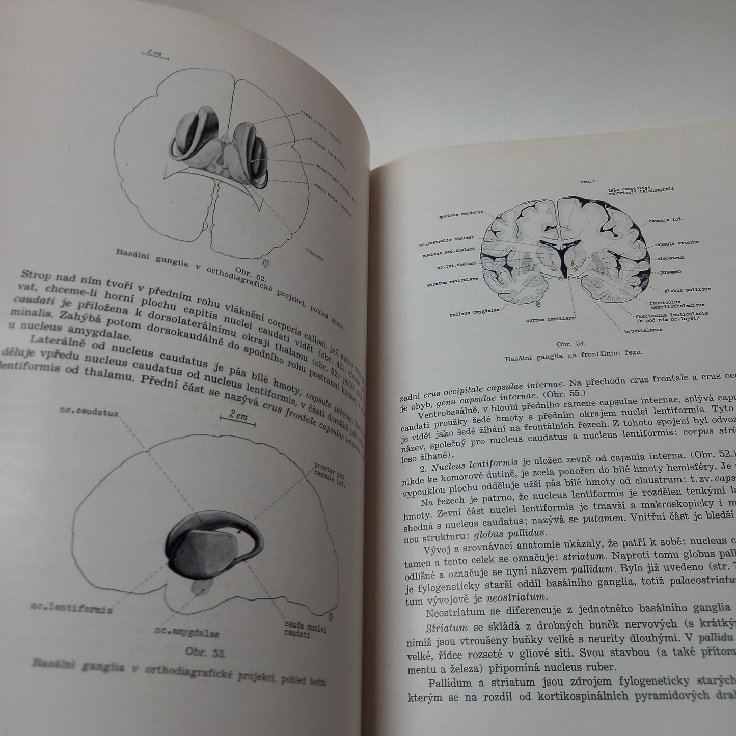 Soustavná anatomie VII - centrální nervstvo