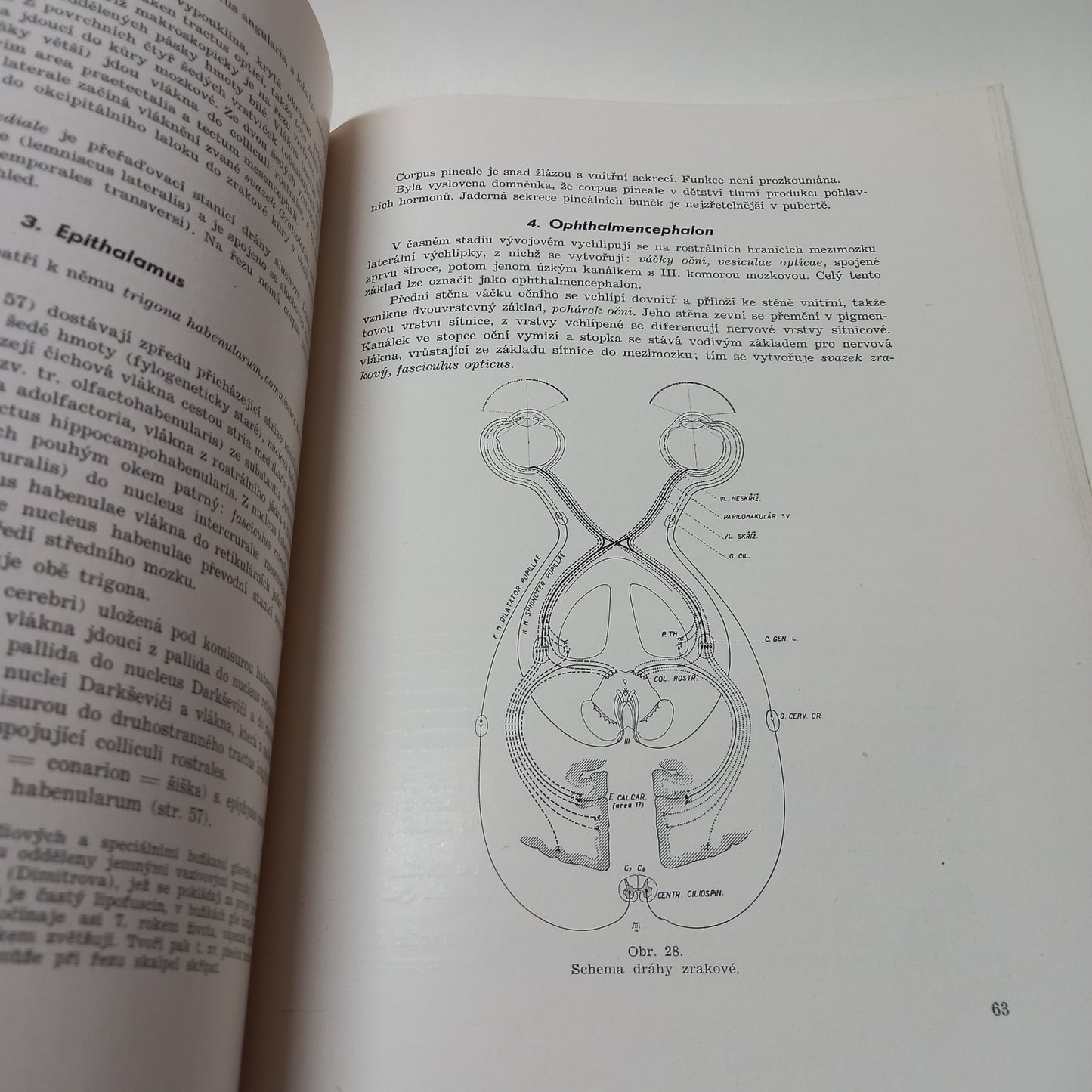 Soustavná anatomie VII - centrální nervstvo