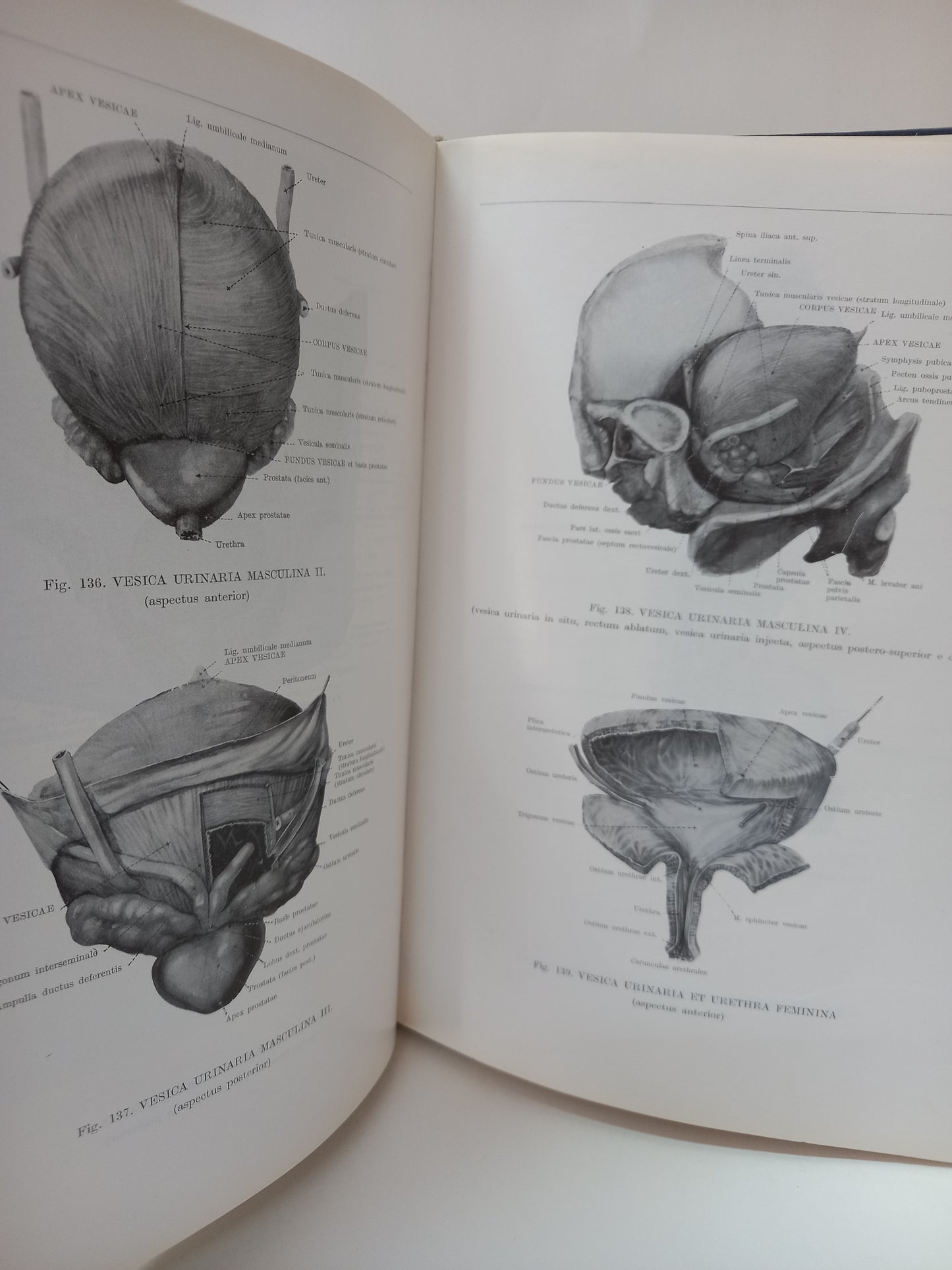 Atlas anatómie človeka II