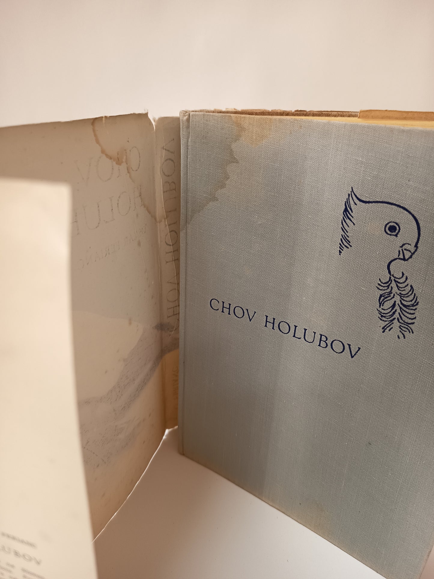 Chov holubov