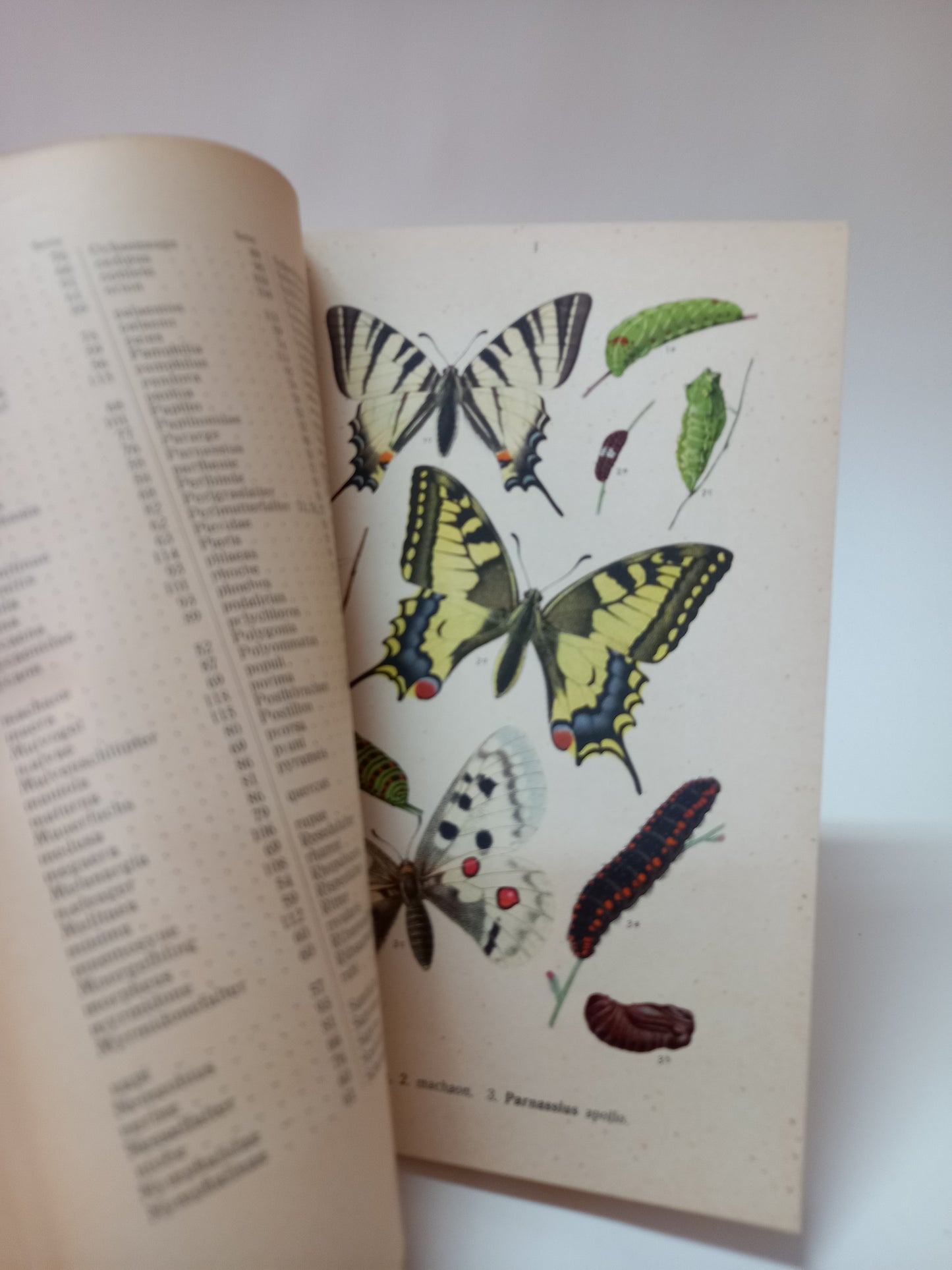 Die Schmetterlinge Deutschlands mit besonderer Berücksichtigung der Biologie I.